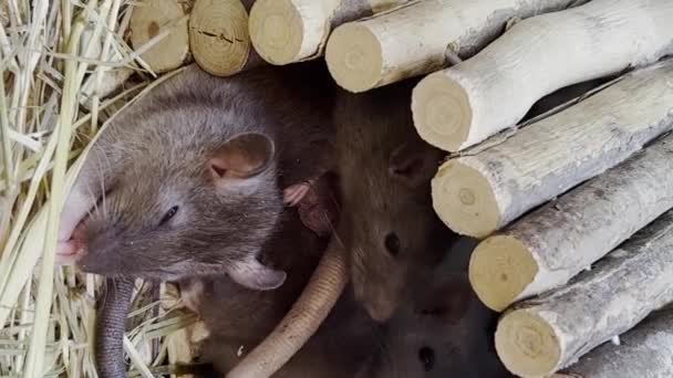 Grupa Myszy Spoczywa Drewnianym Domu Piękne Białe Myszy Pionowe Wideo — Wideo stockowe