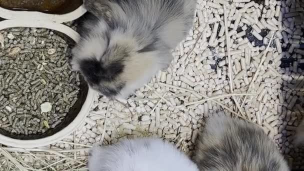 素敵なバニー イースターふわふわの白いバニー 檻の中の愛らしいウサギ イースターバニー バーティカルビデオ — ストック動画