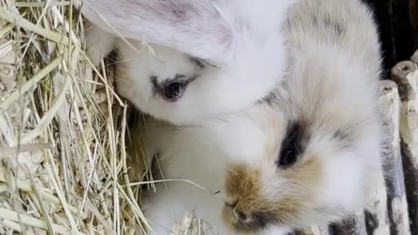 素敵なバニー イースターふわふわの白いバニー 檻の中の愛らしいウサギ イースターバニー ウサギのクローズアップ バーティカルビデオ — ストック動画