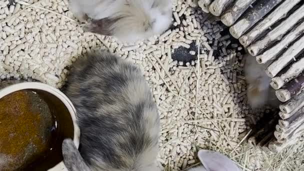 Пасхальные Пушистые Кролики Играют Вместе Клетке Концепция Животной Природы Праздником — стоковое видео