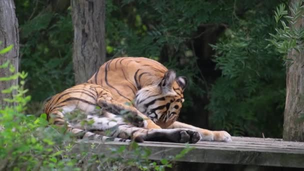 金虎躺在一个高原上 它正在洗爪子 乌苏里老虎躺在地上舔它的脚 — 图库视频影像
