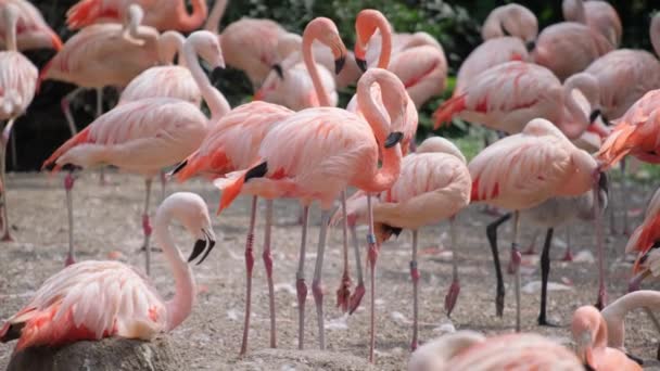 很多粉红的火烈鸟在鸟公园里 美丽的粉红火烈鸟喜欢它们的羊群 — 图库视频影像