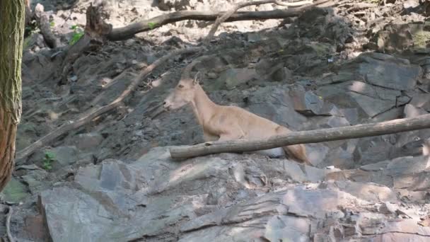 Relaxed Mountain Goat Rests Hillside Midst Rocky Mountains Calm Mammal — Stock Video