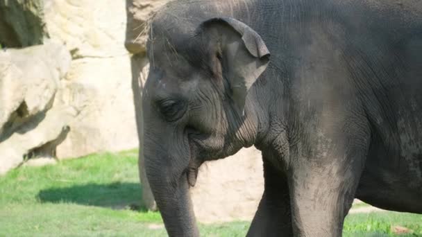 Triste Viejo Elephan Capturando Vida Salvaje Emociones Animales Mirada Triste — Vídeos de Stock