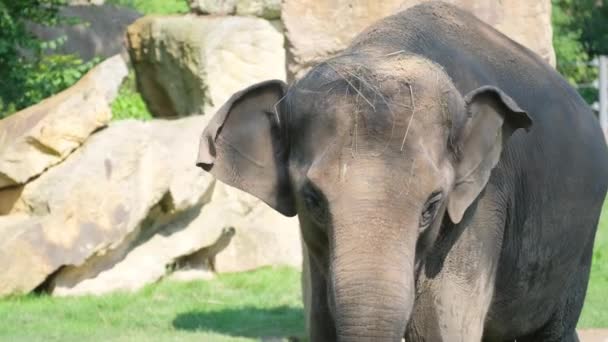 Animali Natura Beutiful Elefante Vicino Grande Elefante Femmina Grigio Che — Video Stock