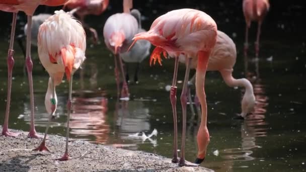 粉红火烈鸟 一群成群的小鸟在浅水上倒影 森林里的野生动物许多美丽而明亮的红橙色火烈鸟 — 图库视频影像