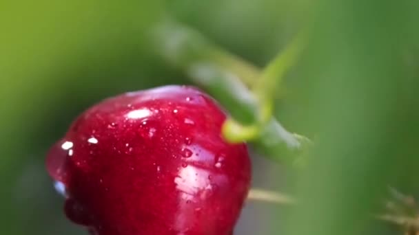 風に揺れている木の枝にぶら下がっている2つの赤いチェリーのクローズアップ 夏のベリーの美しい色 チェリーの収穫 バーティカルビデオ — ストック動画