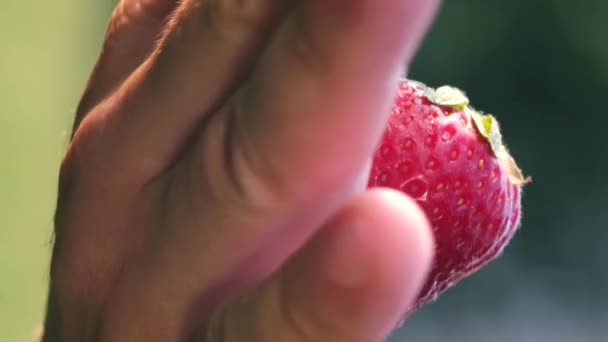 Μια Ώριμη Κόκκινη Φράουλα Αντρικό Χέρι Θερινή Συγκομιδή Φραουλών Ένα — Αρχείο Βίντεο