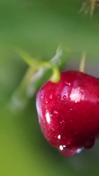 風に揺れている木の枝にぶら下がっている2つの赤いチェリーのクローズアップ 夏のベリーの美しい色 チェリーの収穫 バーティカルビデオ — ストック動画