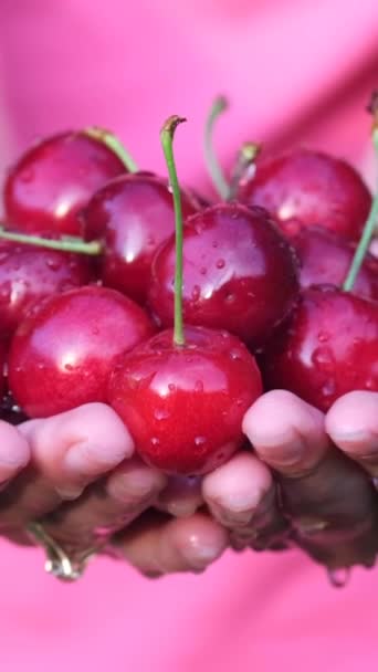 Egy Csapat Érett Cseresznye Közeleg Érett Cseresznye Betakarítás Finom Egészséges — Stock videók