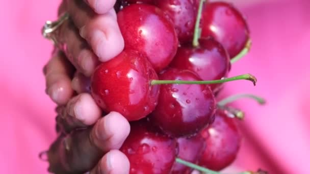 Grupo Cerejas Vermelhas Maduras Mão Colheita Cereja Madura Bagas Deliciosas — Vídeo de Stock