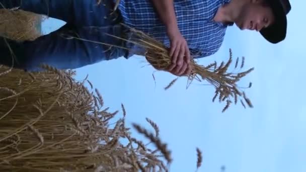 Mladý Šťastný Farmář Drží Rukou Zralou Pšenici Obilím Pozadí Zlatého — Stock video