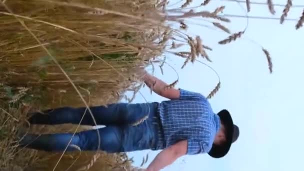 Mladý Australský Farmář Prochází Svém Pšeničném Poli Při Západu Slunce — Stock video