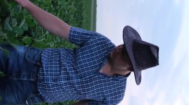 Bir tarım uzmanı çiftlikte yetişen soya fasulyelerini inceliyor. Genç bir tarım uzmanı bir yaz tarlasında soya fasulyesi mahsulünü inceliyor. Soya tarlasında bir çiftçi. Dikey video