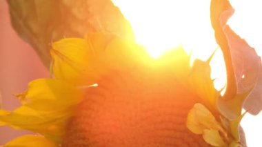 Güneş ışığının arka planında büyük sarı bir ayçiçeği çiçeği, gün batımı. Ayçiçeği. Tarım bitkileri. Dikey video