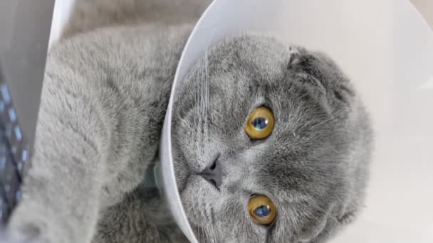 Hermoso Gato Gris Está Acostado Cama Mirando Portátil Mascotas Vídeo — Vídeos de Stock