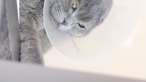 Pisică Tabby Gri Guler Veterinar Trist Culcată Canapea Acasă După — Videoclip de stoc