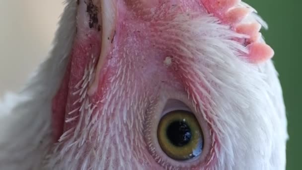 一只年轻的白鸡的头部特写 村里的小鸡在繁殖 肉和蛋是鸡的品种 垂直录像 — 图库视频影像