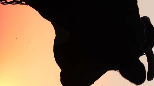 Силуэт Головы Рогатой Коровы Стоящей Фоне Заката Палитра Красных Цветов — стоковое видео