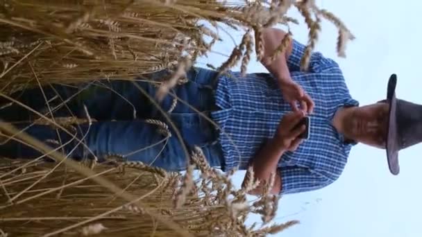 Agriculture Farmer Agronomist Inspect Quality Wheat Field Ready Harvest Farmer — Stock Video