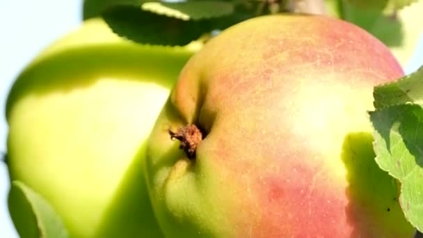 Zralá Šťavnatá Jablka Větvi Léto Podzim Sklizeň Přírodní Potravinářské Produkty — Stock video