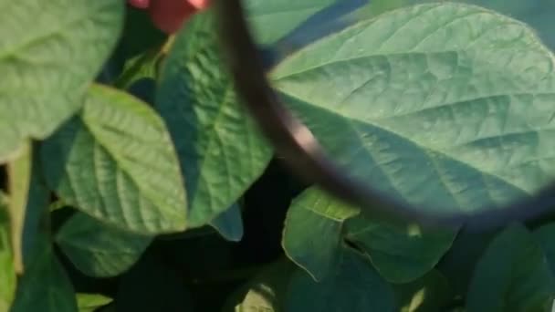 Агроном Изучает Рост Сои Поле Сельское Хозяйство Поля Зеленых Бобов — стоковое видео