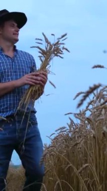 Olgun buğday kulakları tutan genç ve mutlu çiftçi ellerinde buğdayla altın tarlaların ve gökyüzünün arka planına karşı. Çiftçi hasatın kalitesiyle gurur duyuyor. Dikey video