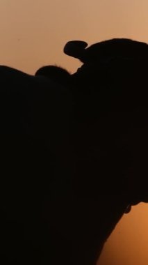 İnanılmaz bir günbatımının arka planında duran bir ineğin siluetinin güzel bir videosu. Güzellik aramızdadır. Dikey video
