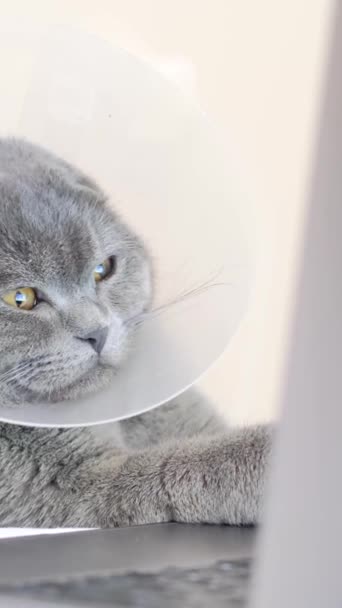 Gray Tabby Cat Vet Collar Sad Lying Sofa Home Surgery — Stock video