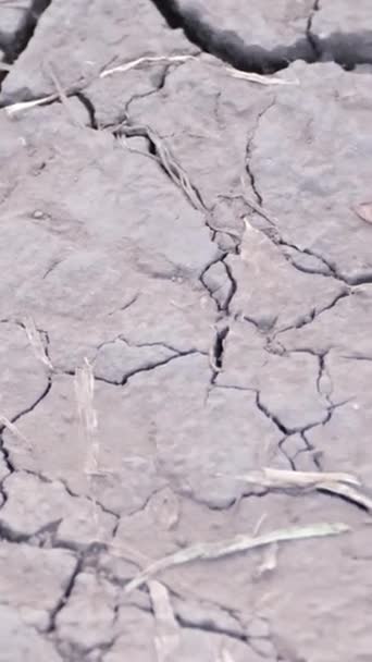 Сухая Потрескавшаяся Серая Почва Засуха Глобальное Потепление Современные Проблемы Человечества — стоковое видео
