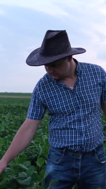 Egy Agronómus Egy Farmon Termesztett Szójababot Vizsgál Egy Fiatal Agronómus — Stock videók