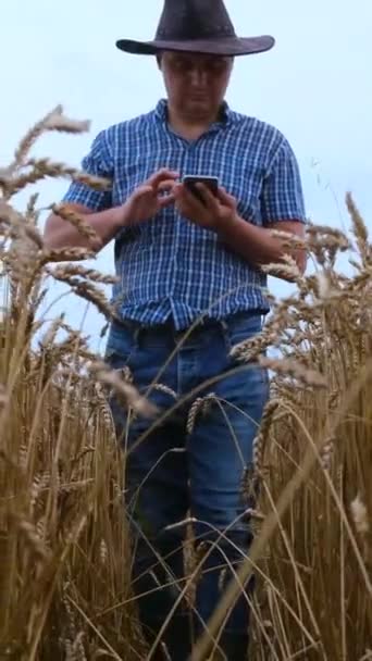 Mezőgazdaság Mezőgazdasági Termelő Vagy Agronómus Betakarításra Kész Területen Ellenőrzi Búza — Stock videók