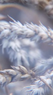 Bir tarım uzmanı buğday mahsulünü inceliyor. Olgun buğday tanecikli sarı mısır. Tahıl olgunlaştı, hasat zamanı. Dikey video