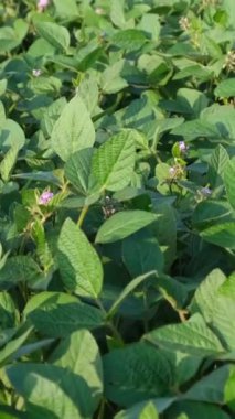 Yeşil fasulye tarlası, organik tarım. Tarım yaşam biçimi tarım çiftliği konsepti. Bacak arası bitkilerin fidanlığı. Dikey video