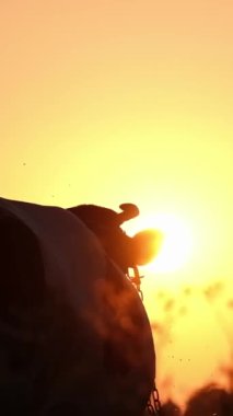 Gün batımının arka planında duran bir ineğin siluetinin inanılmaz güzel videosu. Hayvanlar ve doğa. Güzel günbatımı renkleri. Dikey video