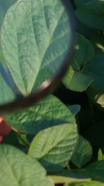 Bir tarım uzmanı bir tarlada soya fasulyesinin büyümesini inceliyor. Tarım. Yeşil fasulye tarlaları. Vejetaryen gıda yetiştirme kavramı. Dikey video