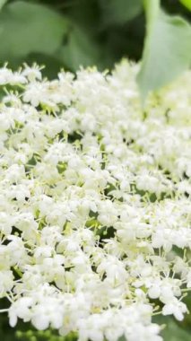 Beyaz yaşlı bir çalılığın çiçek açtığı yakın plan. Dikey video.