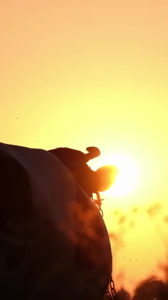 Απίστευτα Όμορφο Βίντεο Της Σιλουέτας Μιας Αγελάδας Που Στέκεται Στο — Αρχείο Βίντεο
