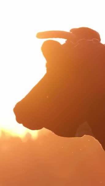 Черно Белая Корова Стоит Лугу Прекрасном Фоне Солнечного Света Корова — стоковое видео