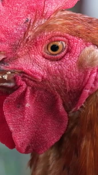 Citra Close Dari Kepala Ayam Merah Latar Belakang Kandang Membiakkan — Stok Video