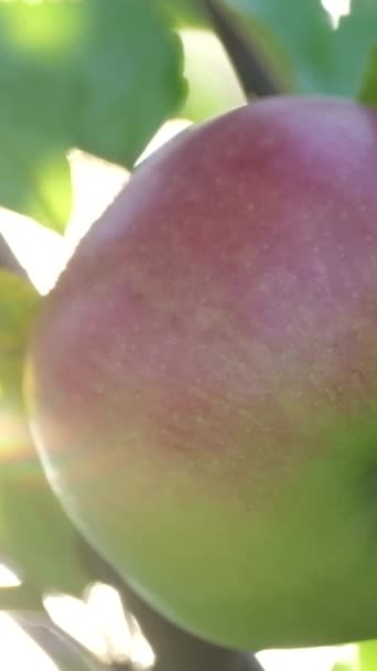 Pommes Rouges Juteuses Sur Une Branche Sur Fond Soleil Récolte — Video
