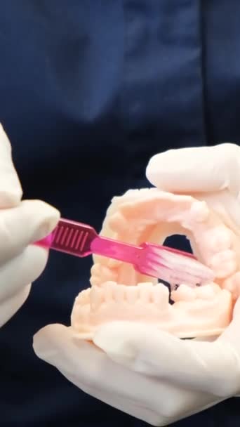 Las Manos Dentista Que Muestra Cómo Cepillar Correctamente Los Dientes — Vídeos de Stock