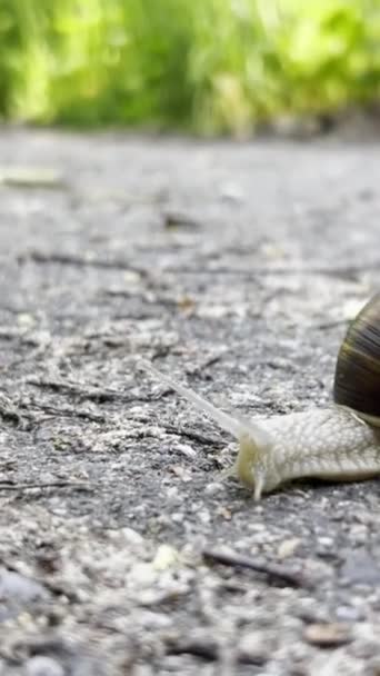 一条大蜗牛沿着柏油路爬行 靠近点垂直录像 — 图库视频影像