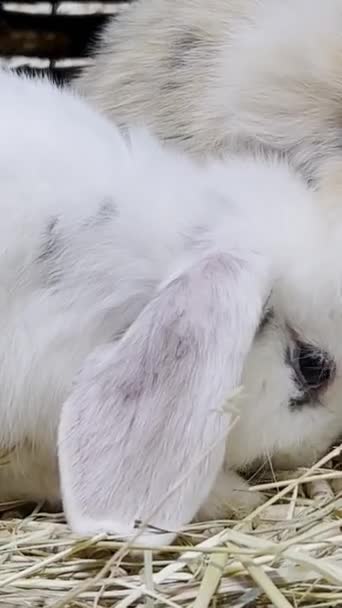 Close Family Fluffy Rabbits Big Ears Two Beautiful Bunnies Eating — Stockvideo