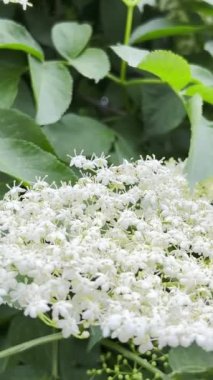 Yeşil ağaçtaki güzel beyaz yaşlı çiçek. Bahar doğası. Dikey video.