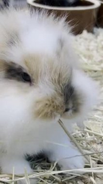 Büyük kulaklı tüylü bir tavşan kuru ot yer. Yumuşak evcil hayvanlar. Dikey video.
