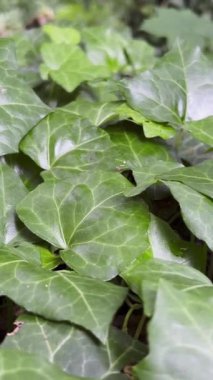 Ormanın ortasında yeşil menekşe renginde. Dikey video.