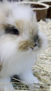 Büyük kulaklı küçük tüylü bir tavşan kameraya bakıyor. Yumuşak evcil hayvanlar. Dikey video.