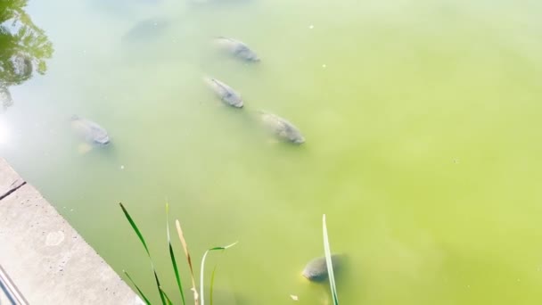 Страдание Рыбы Недостатка Кислорода Воде Летнее Удушье Цветение Водных Объектов — стоковое видео