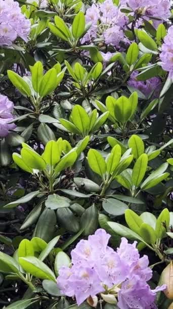 夏天花园里美丽的紫色杜鹃花 植物园 垂直录像 — 图库视频影像